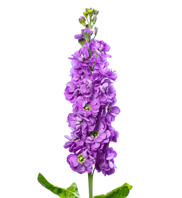 VIOLACCIOCCA ANYTIME LAVANDA NR.1000 SEMI