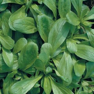 CORN SALAD ( VALERIANELLA LOCUSTA) GROTE NOORDHOLLANDSE ( BIG SEED ) KG 1