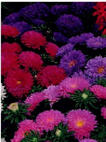 ASTER NANA REGINA DELLE AIUOLE 100 SEMI