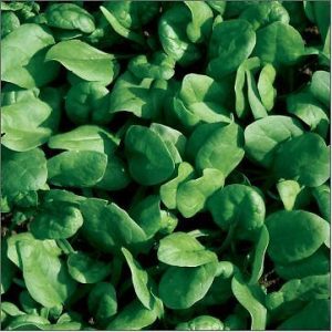 SPINACH ( SPINACH OLERACEA) ASTA F.1  KG 1
