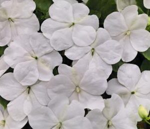 IMPATIENS LOLLIPOP BIANCO NR.1000 SEMI