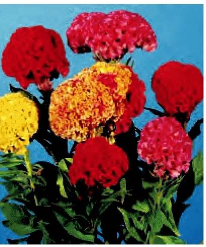CELOSIA CRESTATA A PUGNO ROSSO A FOGLIE SCURE NR.1000 SEMI