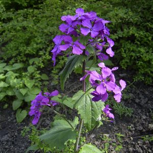 LUNARIA VIOLA NR.50 SEMI