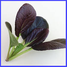 KOMATSUNA PURPLE , CABBAGE KOMATSUNA, ( BRASSICA RAPA VAR. PERVIRIDIS) , PURPLE KG 1