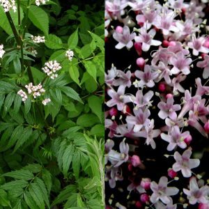 VALERIANA OFFICINALIS LUBENSKY NR.200 SEMI