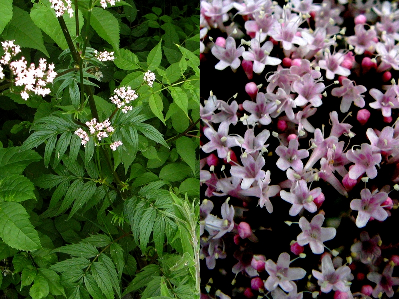 VALERIANA OFFICINALIS LUBENSKY NR.200 SEMI