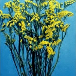 STATICE SINUATA PRECOCE GIALLO 1 Pacchetto