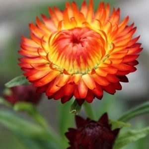 ELICRISO ARANCIO NR.300 SEMI