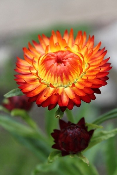 ELICRISO ARANCIO NR.300 SEMI