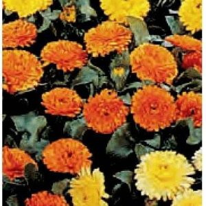 CALENDULA BON BON MISCUGLIO 1000 SEMI