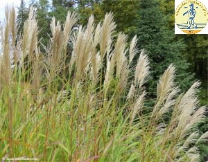 Miscanthus sinensis Early Hybrids early flowering selection