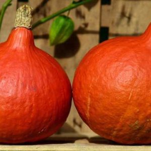 ZUCCA HOCCAIDO NR.30 SEMI
