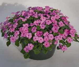 IMPATIENS LOLLIPOP ROSA VIOLA NR.1000 SEMI