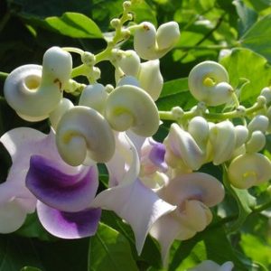 VIGNA CARACALLA NR.5 SEMI