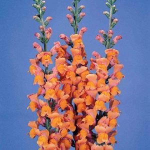 BOCCA DI LEONE / ANTIRRHINUM F1 POTOMAC DARK ORANGE NR.1000 SEMI