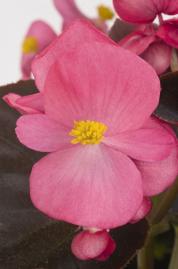 BEGONIA COCKTAIL TEQUILA NR.1000 SEMI PELLET