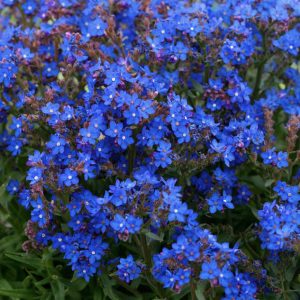 ANCHUSA CAPENSIS BLUE NR.50 SEMI