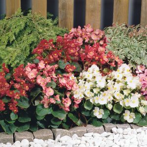 BEGONIA SPRINT MIX NR.1000 SEMI