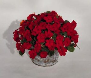 IMPATIENS LOLLIPOP ROSSO CILIEGIA NR.1000 SEMI