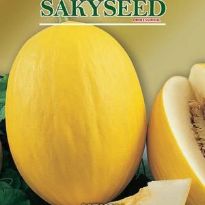 MELONE GIALLO SIRIO NR.100