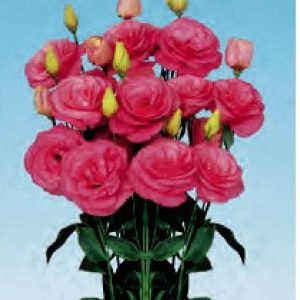 LISIANTHUS F.1 DOPPIO NR.1000 SEMI - COLORI