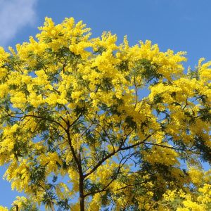 PIANTA DI MIMOSA NR.20 SEMI