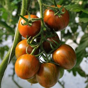 POMODORO TC007 NR.1000 SEMI
