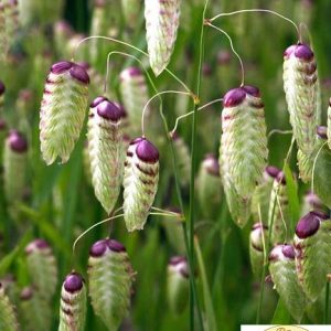 BRIZA MAXIMA
