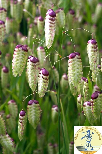 BRIZA MAXIMA