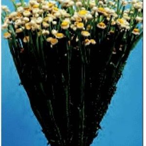 AMMOBIUM ALATUM SIRIO GR.10