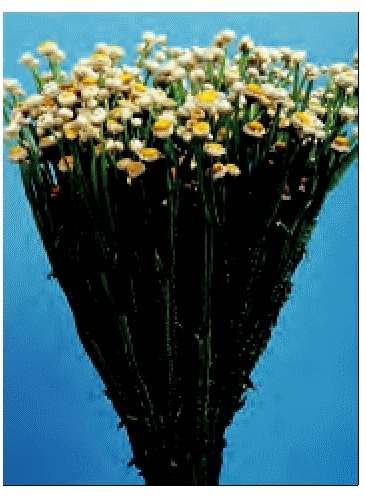 AMMOBIUM ALATUM SIRIO GR.10