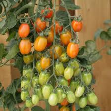 POMODORO F.1 APRICOT DREAM NR.1000 SEMI