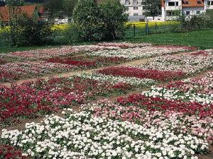 BELLIS HABANERA MIX NR.1000 SEMI