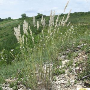 Melica ciliata silvery grey, c.s.