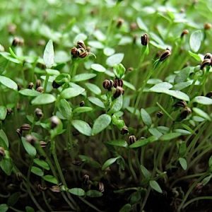SEDANO TALL UTHA 52/70  MICROGREENS 1 BUSTA 1 EURO