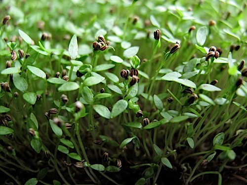 SEDANO TALL UTHA 52/70 MICROGREENS 1 BUSTA 1 EURO