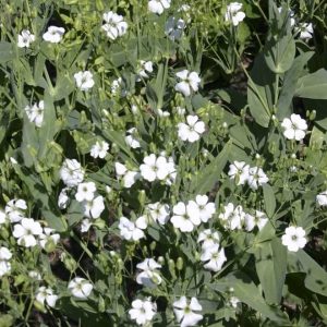 SAPONARIA VACCARIA BIANCO NR.300 SEMI