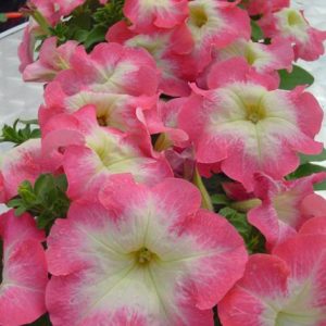 PETUNIA LIMBO BIANCO BORDO ROSA NR.1000 SEMI PILL.