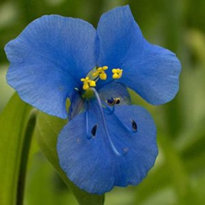 COMMELINA TUBEROSA NR.50 SEMI