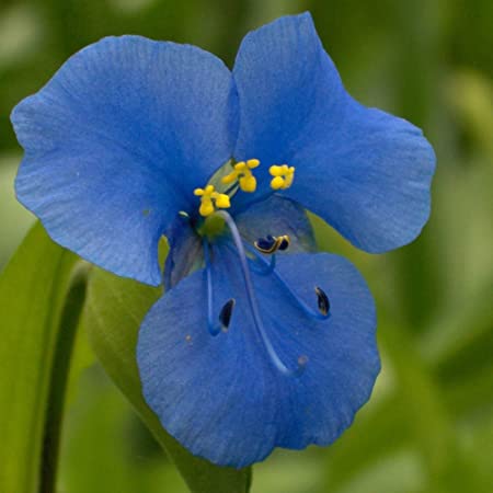 COMMELINA TUBEROSA NR.50 SEMI