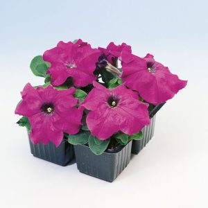 PETUNIA LIMBO VIOLETTO NR.1000 SEMI PILL.