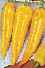 PEPERONE CORNO DI TORO GIALLO NR.200 SEMI