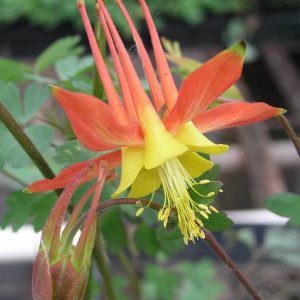 AQUILEGIA ARANCIO E GIALLO SEL.TEQUILA NR.50 SEMI