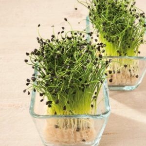 CIPOLLA ALLIUM CEPA 1 BUSTA EURO 1
