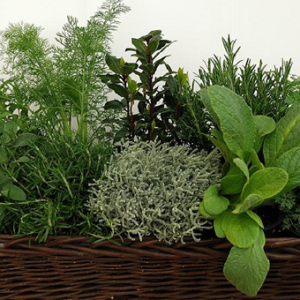 AROMATICHE IN COLLEZIONE