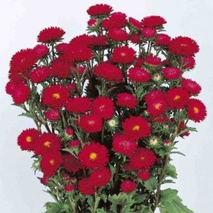 ASTER SOL LEVANTE ROSSO SCURO GR.10