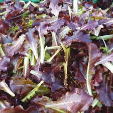 LETTUCE FOR CUTTING, BABY LEAF ( LACTUCA SATIVA) LOLLO ROSSA TIPO DARK RED KG 1