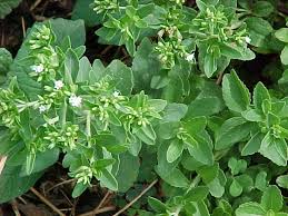 STEVIA REBAUDIANA NR. 500 SEMI