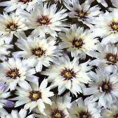 CATANANCHE COERULEA BIANCO NR.1000 SEMI