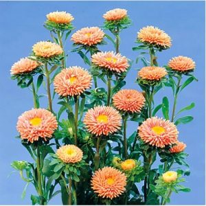 ASTER SOL LEVANTE ALBICOCCA GR.10